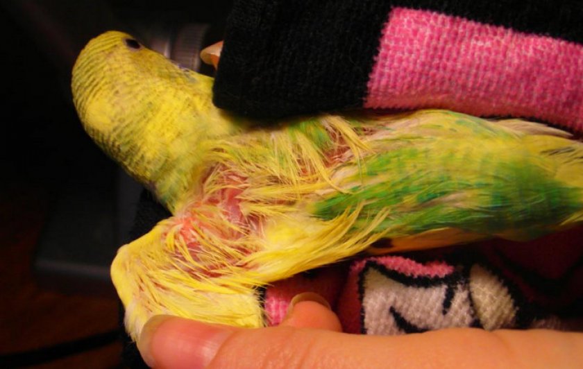 У попугая выпадают перья что делать чем лечить