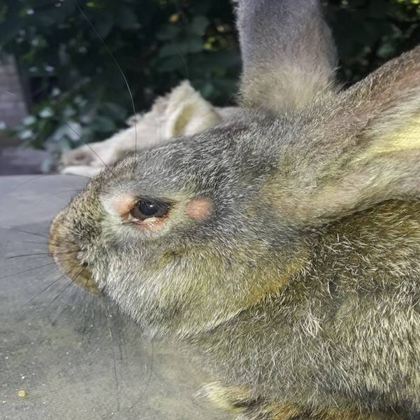 Болезни глаз у кроликов: слезятся, гноятся глаза причины и лечение