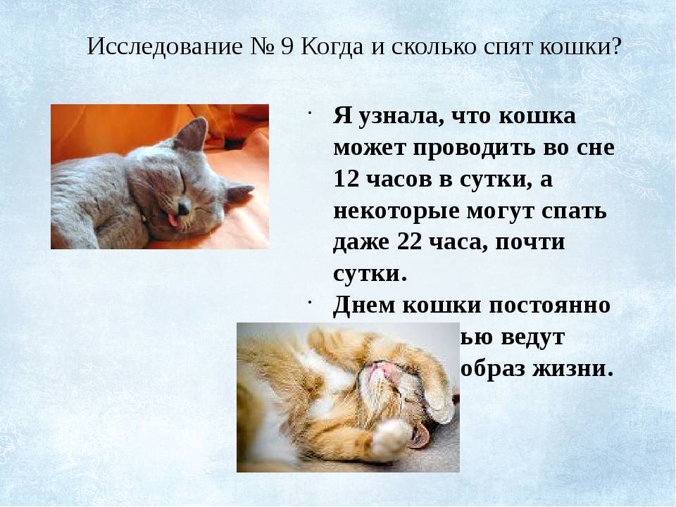Сколько часов в сутки спят кошки? - животный мир