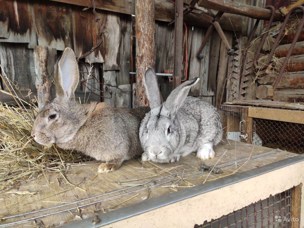 Кролики великаны: домашние породы, разведение, особенности и кормление
