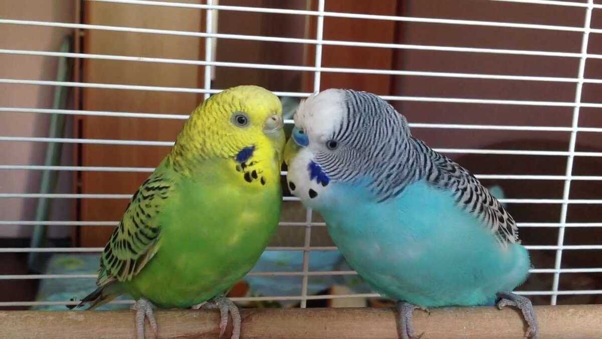 Нужна ли пара волнистому попугайчику или лучше одному, как правильно подобрать вторую птицу и познакомить
