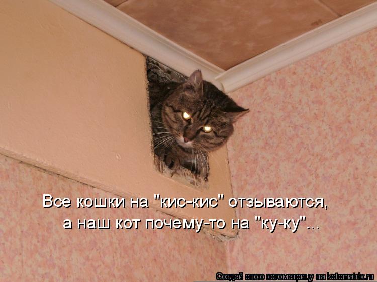 Почему кошки отзываются на кис кис
