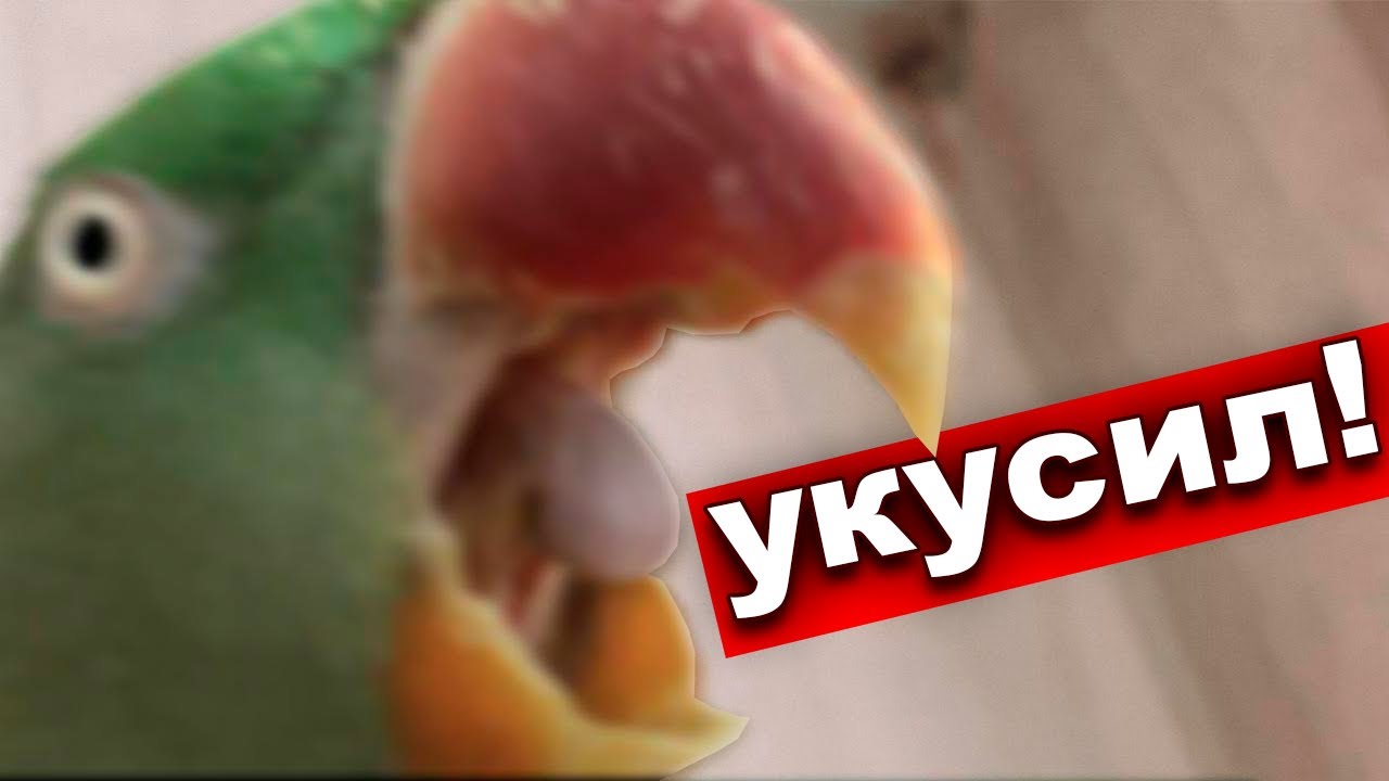 Повадки волнистого попугая
