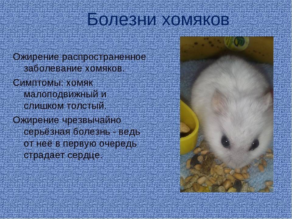 24 интересных факта о хомяках :: инфониак