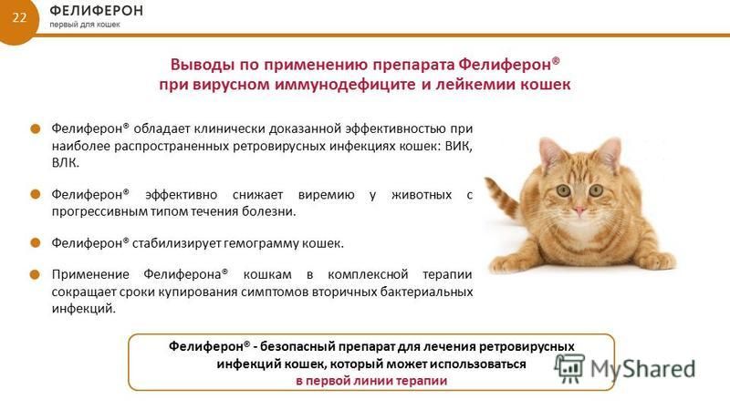 Лейкоз у кошек (вирусная лейкемия): симптомы и лечение