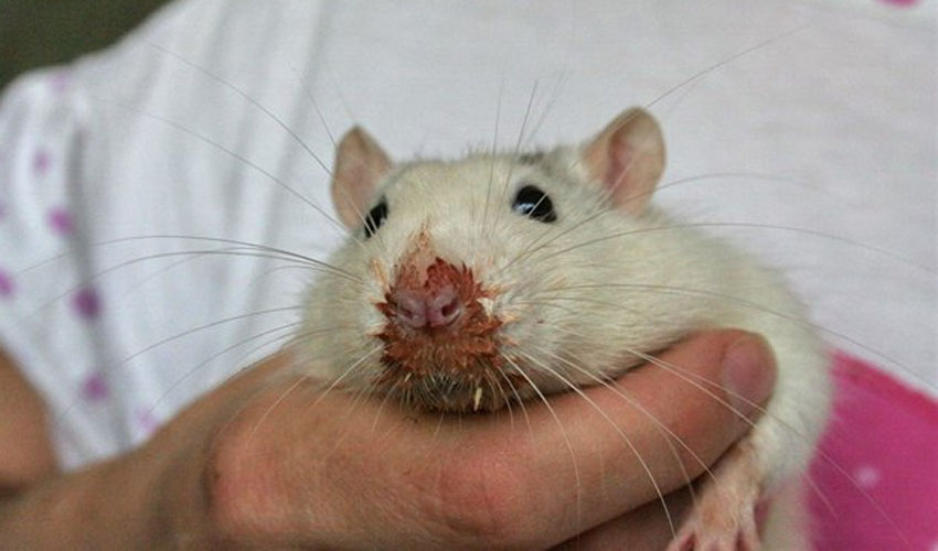 Болезни крыс и мышей (домашних, декоративных) - симптомы, лечение, препараты, причины появления | наши лучшие друзья