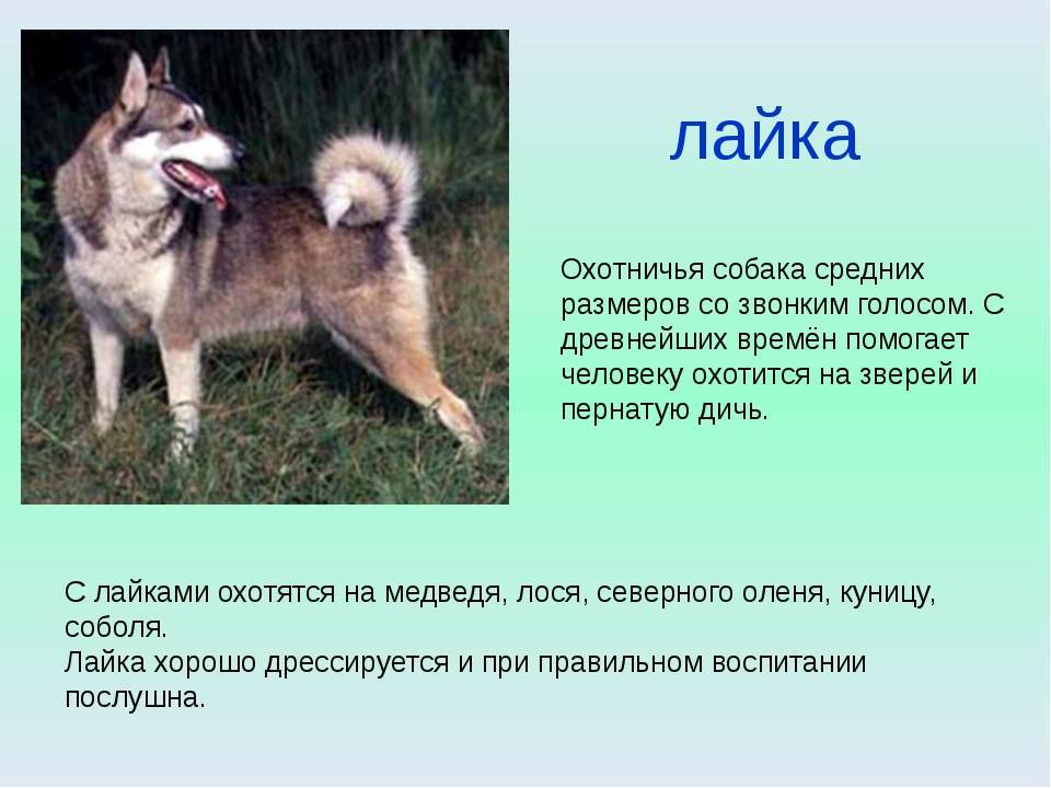 ᐉ восточно сибирская лайка описание породы – всл выбор щенка - zoomanji.ru