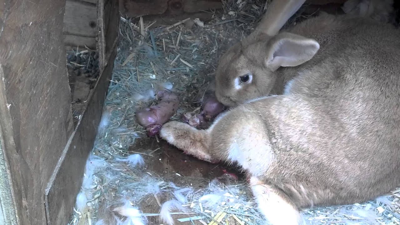 Крольчиха сделала гнездо и не рожает: причины, что делать