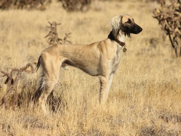 Порода собак тазы: внешний вид, стандарты казахской борзой, характеристики
