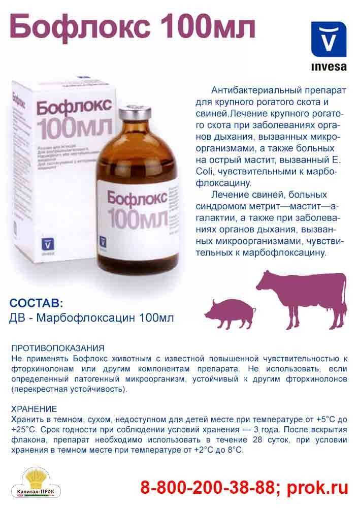 Запор у морской свинки: симптомы, профилактика, что делать если свинка не какает и как лечить