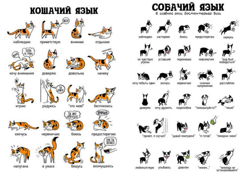 Кошачий язык: как понять своего любимца