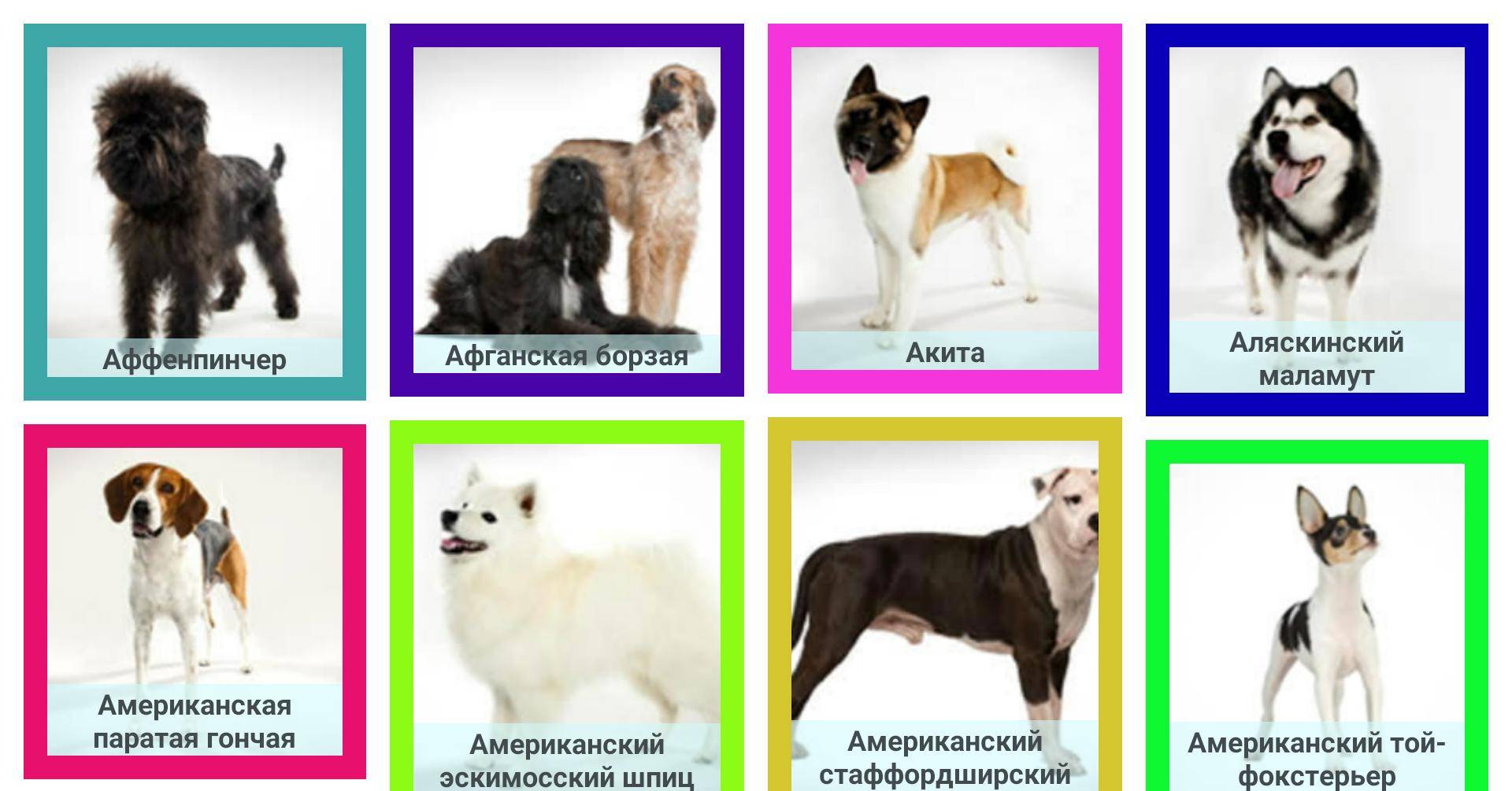 Породы собак с надписями пород