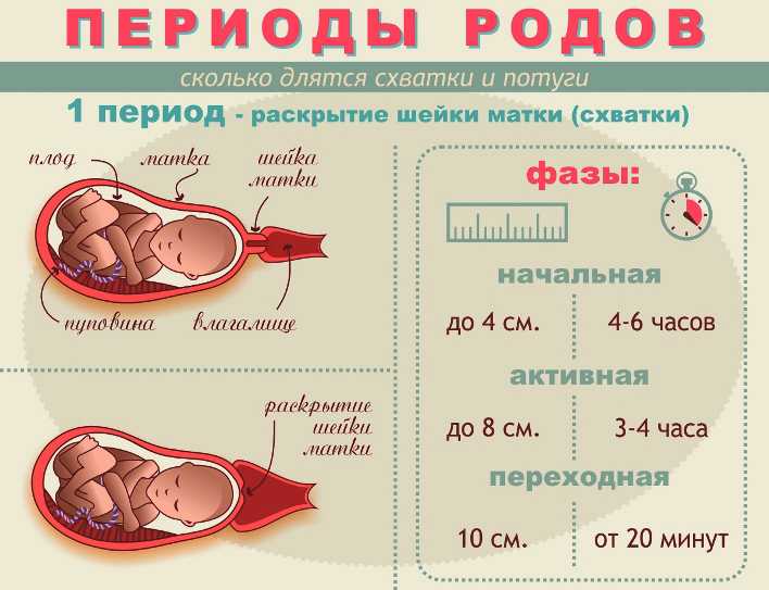 Важные факты о беременности и родах джунгарских хомячков