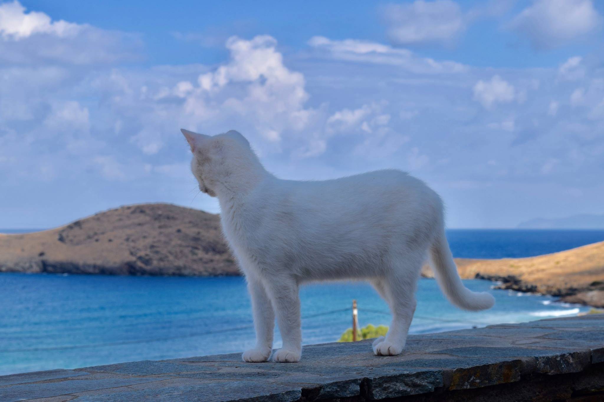 Работа мечты - уход за кошками на греческом острове