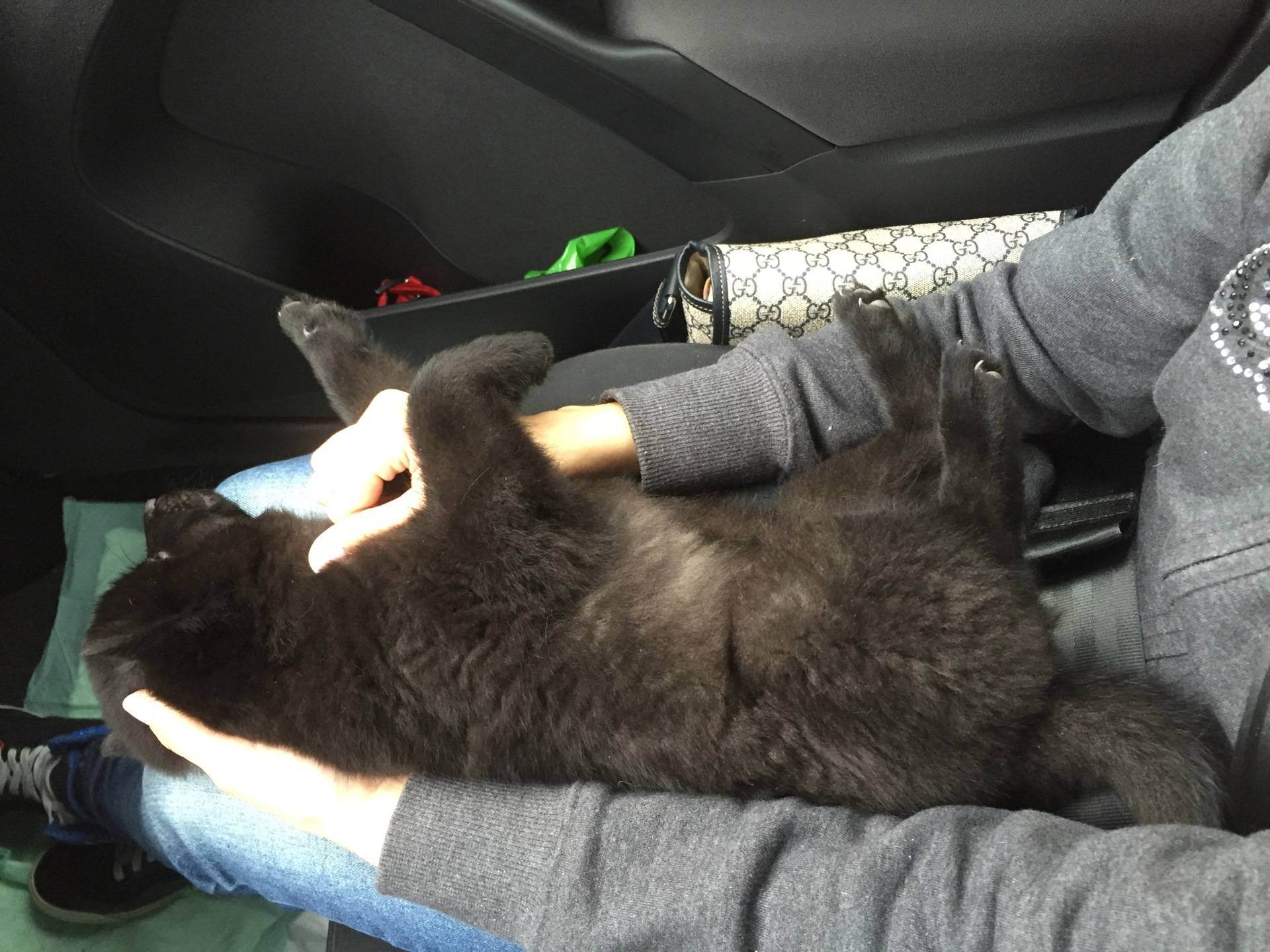 Как правильно перевезти кошку в автомобиле на дальнее расстояние без переноски