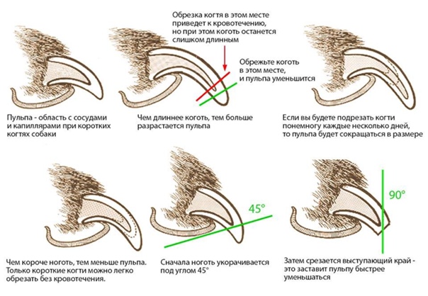 Схема стрижки ногтей у собак