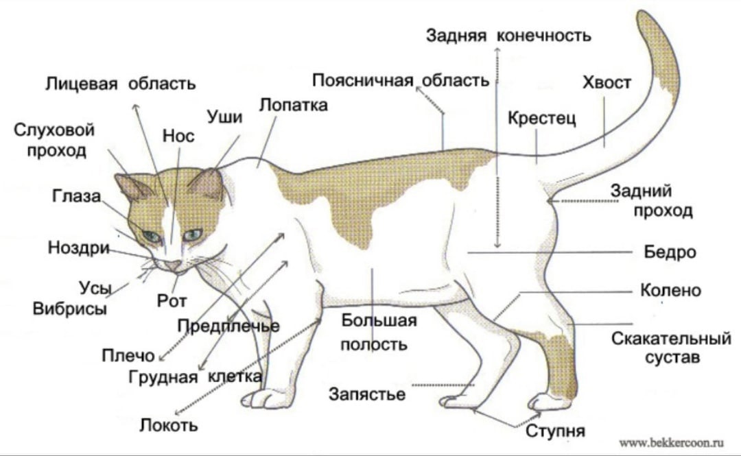 Особенности внешнего строения зверей. Внешнее строение млекопитающих схема. Внутреннее строение кошки схема. Строение и анатомия кошачьих. Строение кошки внутренние органы фото с надписями спереди.