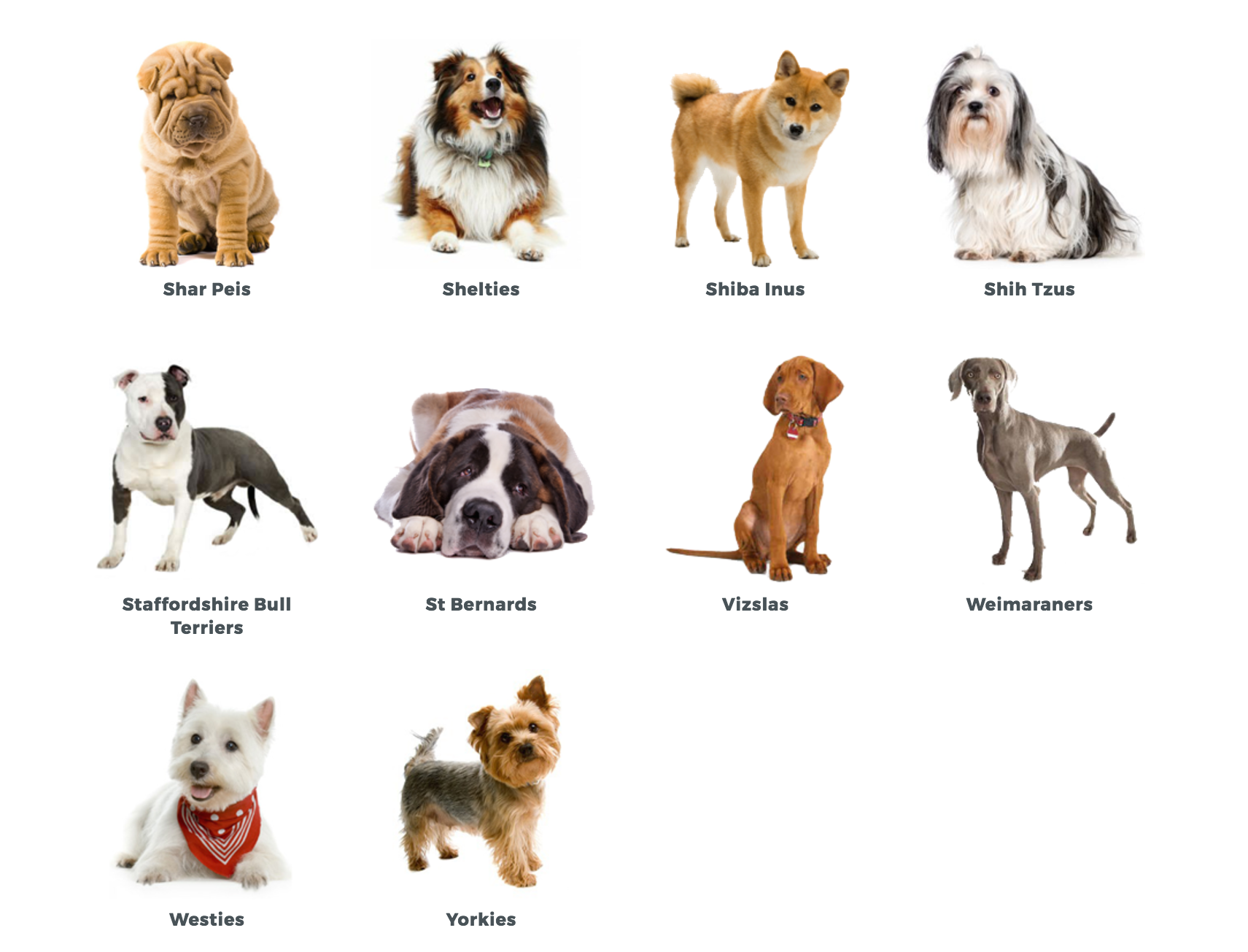Порода на букву т. Самые популярные породы собак. Маленькие и средние породы собак. Известные породы собак. Семейные породы собак.