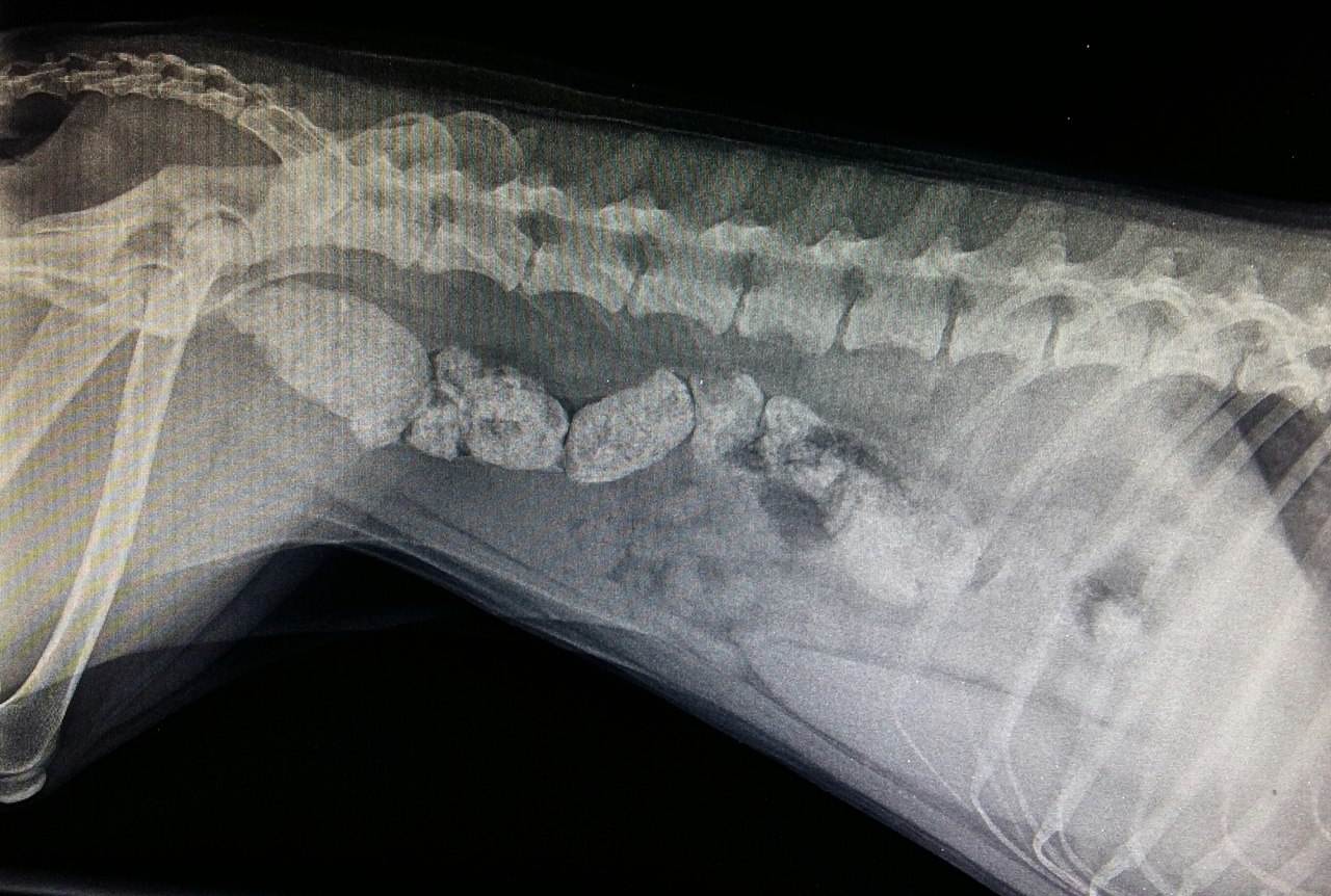 Кость застряла в горле у собаки: что делать хозяину | блог ветклиники "беланта"