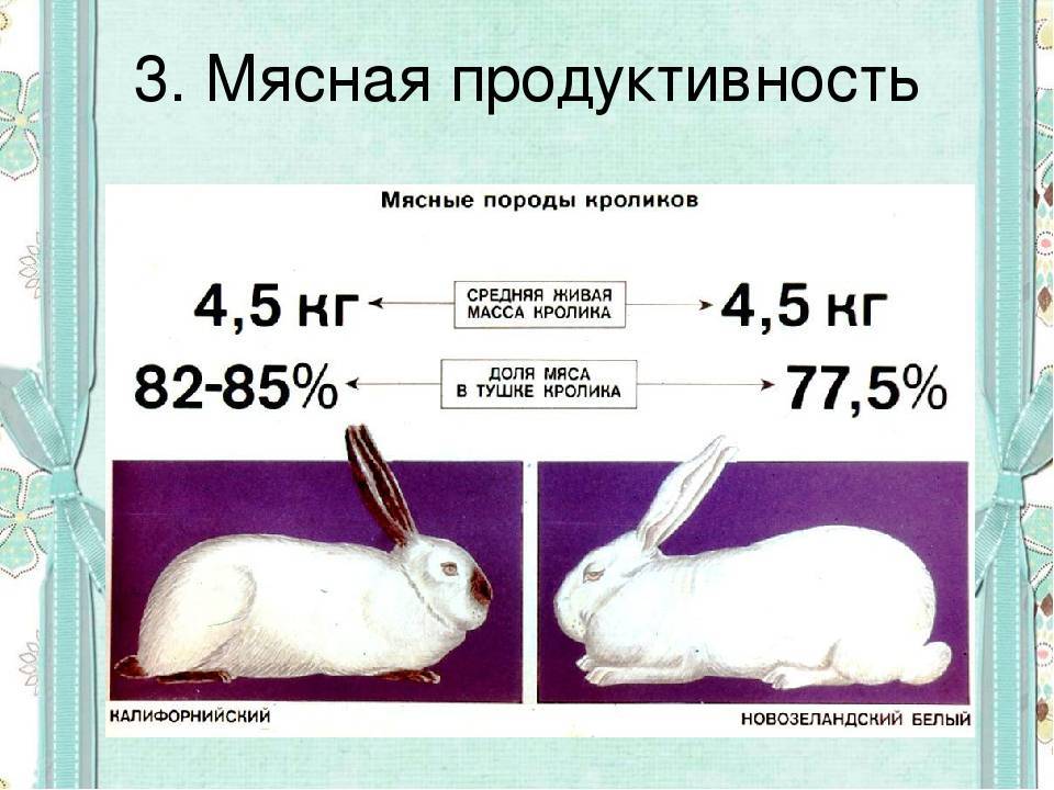 Средний вес кролика по месяцам