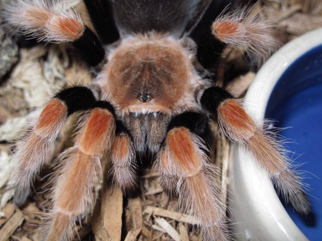 Brachypelma vagans (мексиканский красноволосковый птицеед)