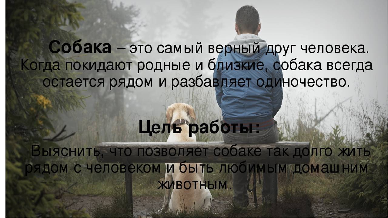 Самый лучший друг: может ли собака забыть хозяина?