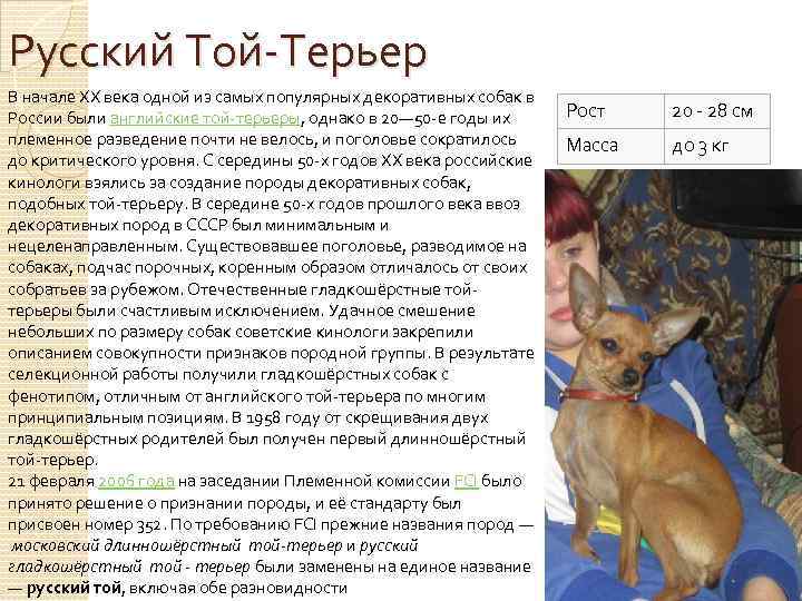 Описание породы длинношерстного русского тоя
