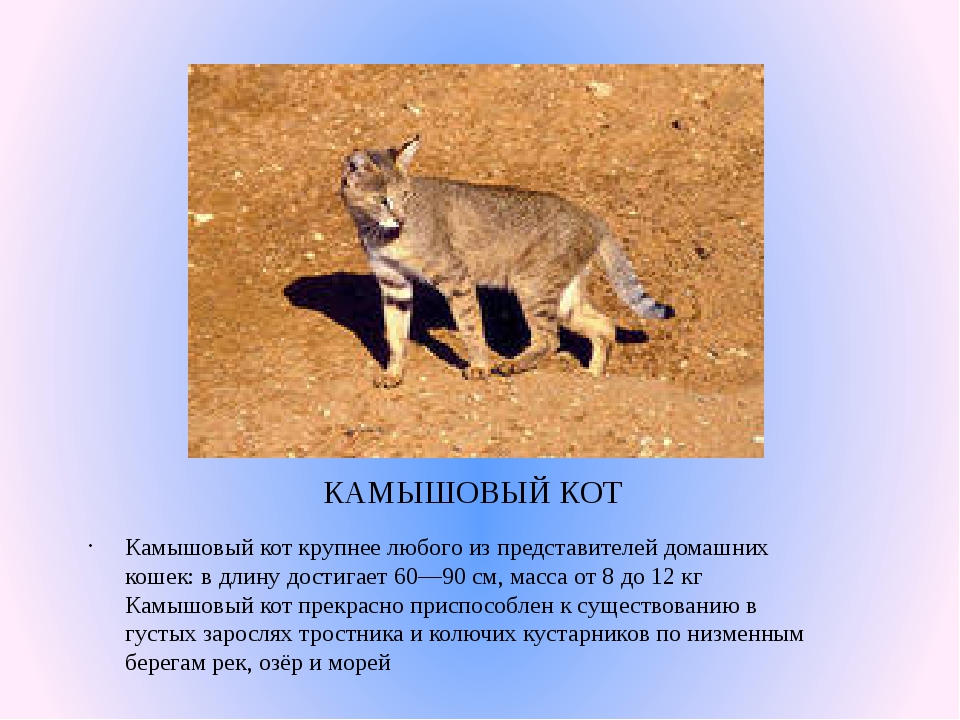 Камышовый кот — яркая личность всех оттенков серого