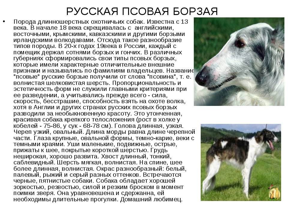 Русская псовая борзая: история, стандарт и правила содержания породы (+фото и видео) | ваши питомцы