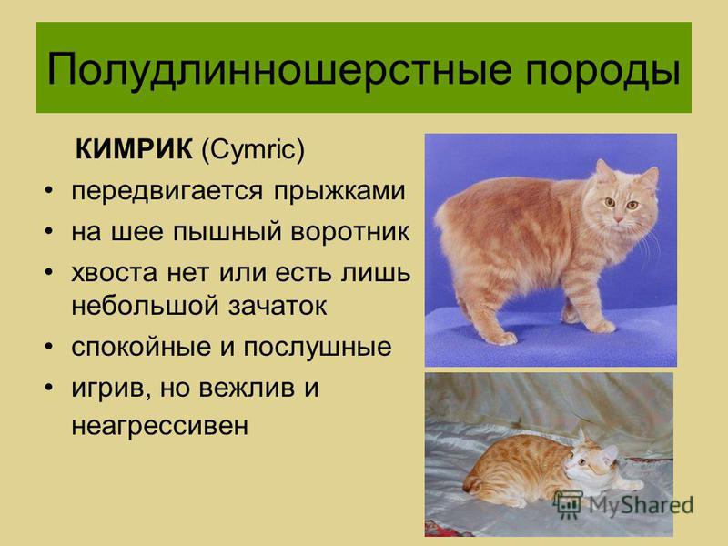 Кимрик (уэльская кошка) - описание породы и характер кошки