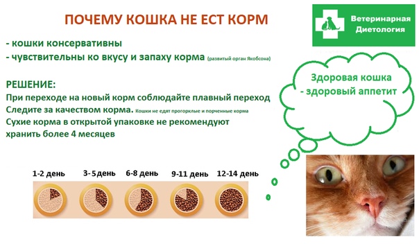 Неприятный, гнилостный запах изо рта у кошки - причины, лечение