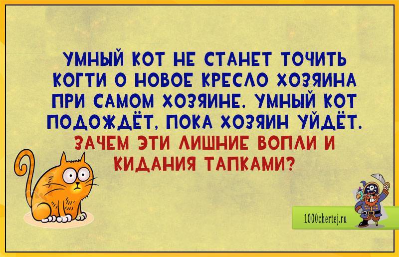 О чем думают кошки?   счастливый кот — la-murmur.ru