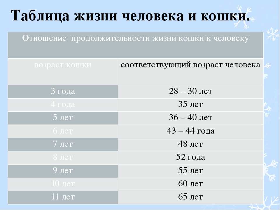 До скольки лет живут домашние кошки — средний возраст