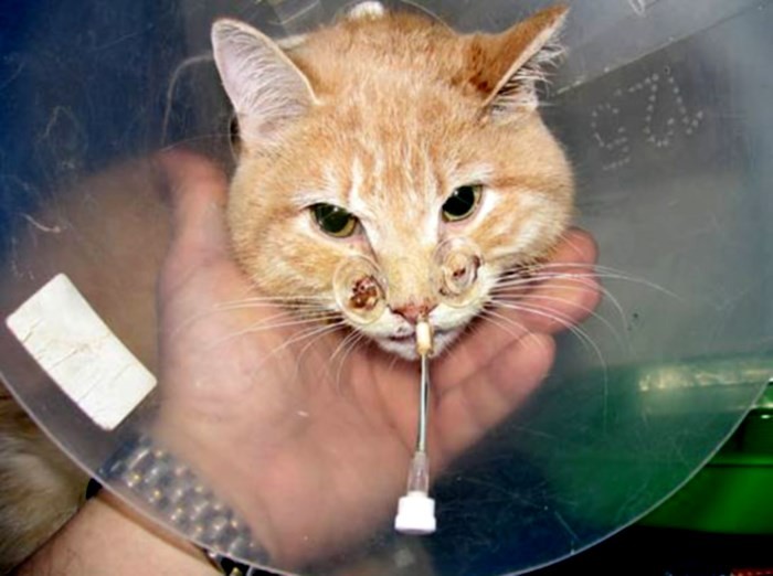 Кошка ничего не ест. Зондовое кормление кошек. Пищевой зонд для кормления кошек. Назогастральный зонд кошке.