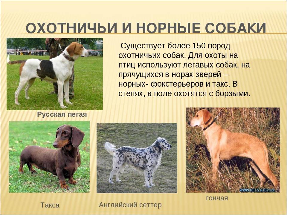 Борзые собаки: обзор пород, отличительные особенности и общие черты