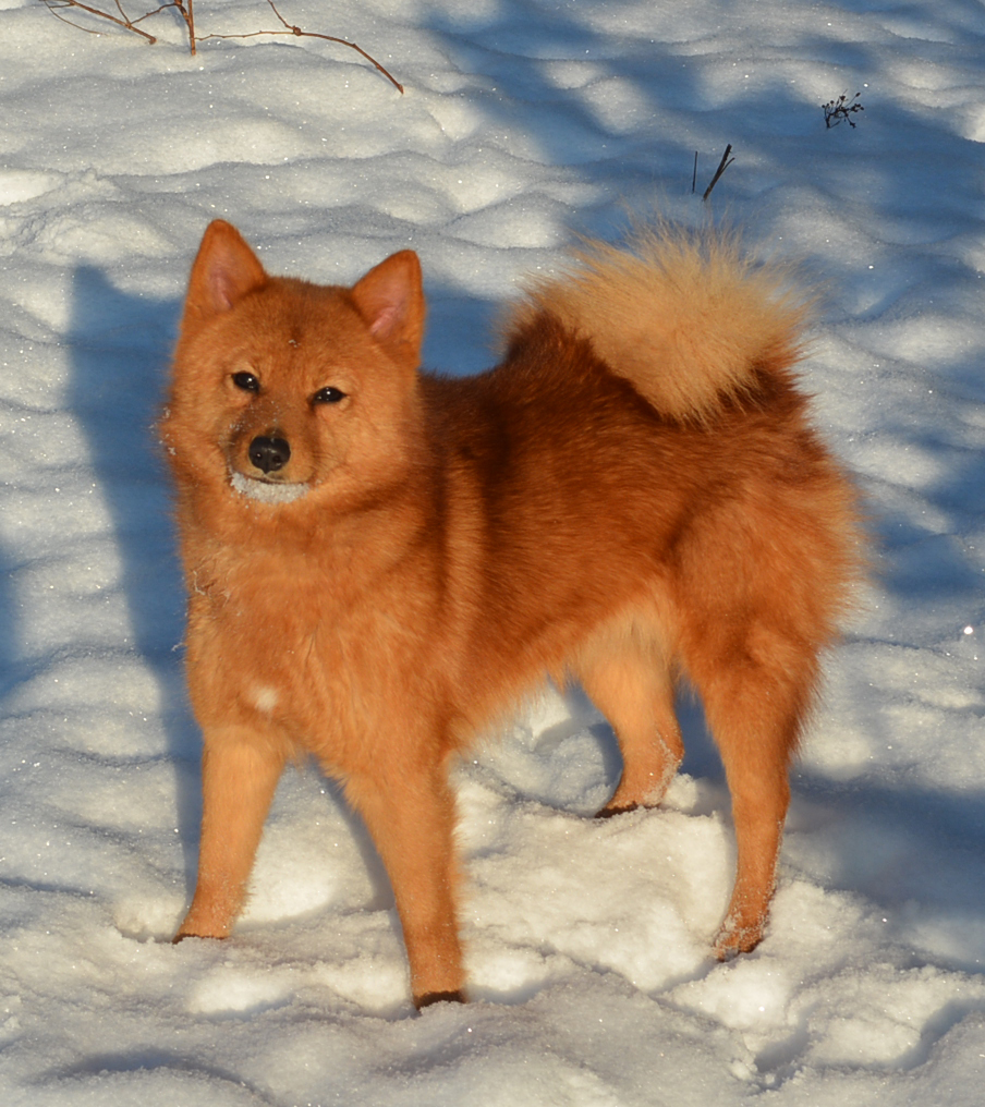 Как называются породы собак, похожих на рыжих лисичек с большими ушами