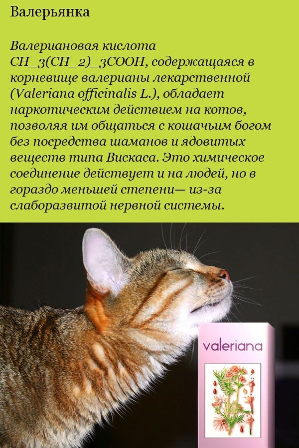 Валериана для кошек: действие и влияние, можно ли кошкам давать валериану