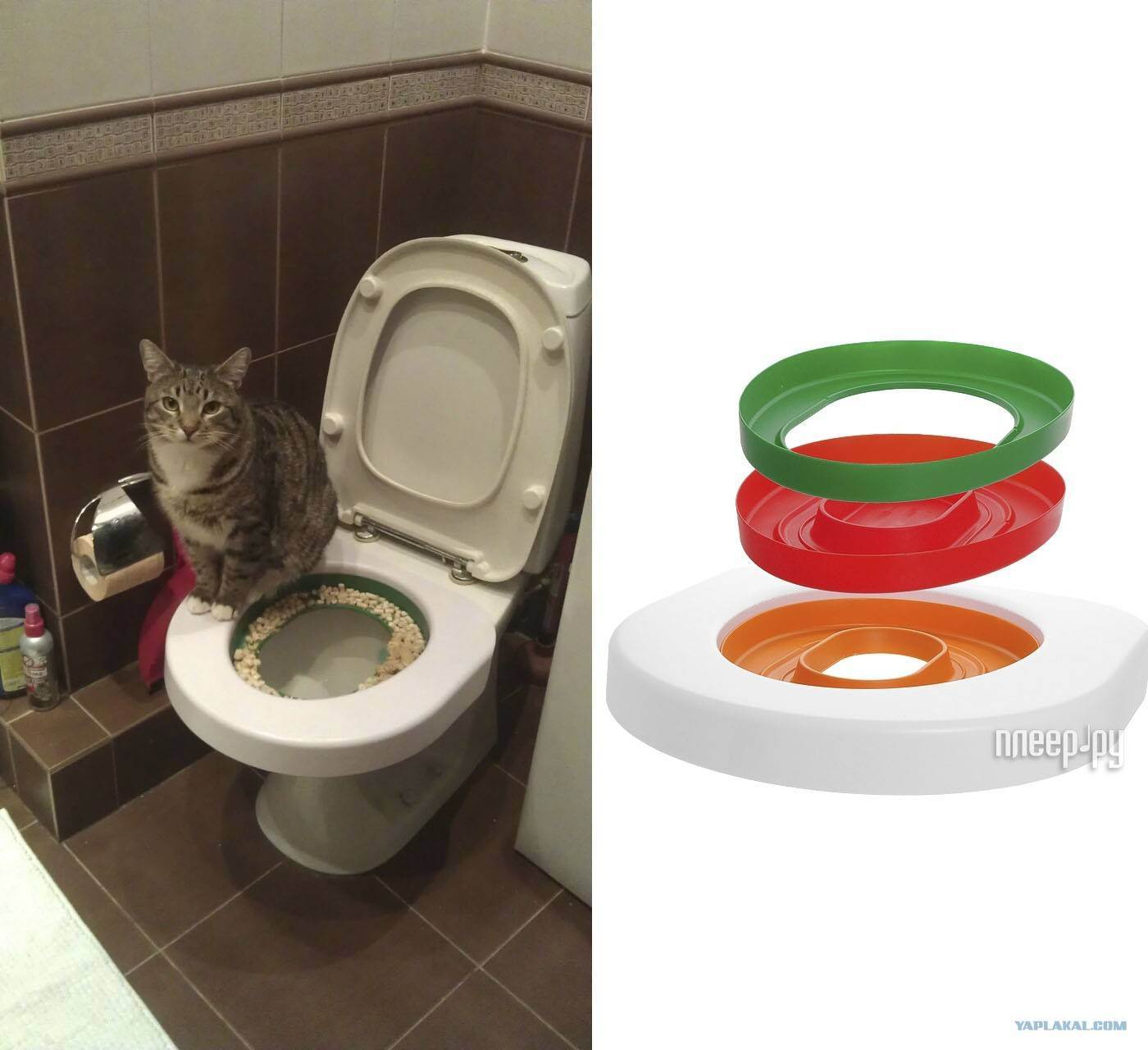 Как приучить кошку ходить в туалет на унитаз: 11 шагов