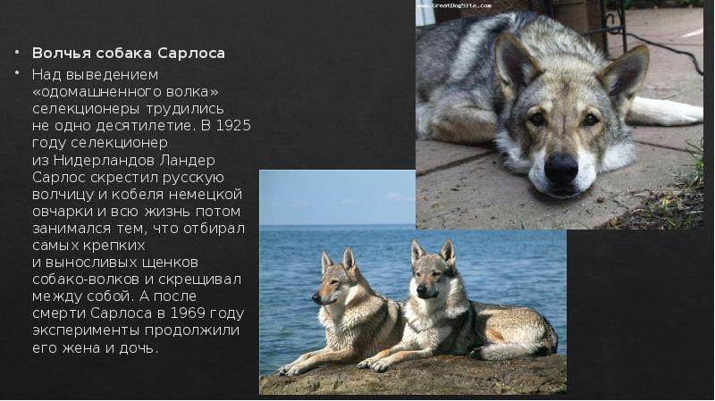Волкособ: описание породы, характеристики гибрида собаки и волка, воспитание волкособа