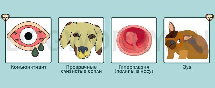 Сопли у собаки, причины и лечение: как лечить насморк у пса в домашних условиях?