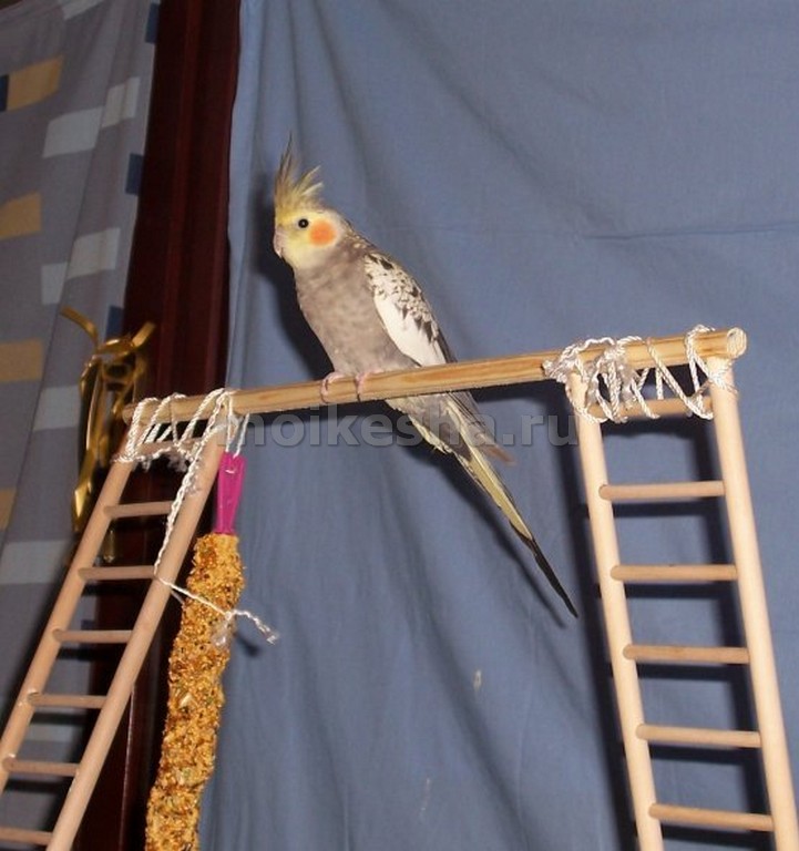 Жердочки для попугаев: подойдет ли деревянная для волнистых птиц, допустимый диаметр, как сделать своими руками и расположить в клетке