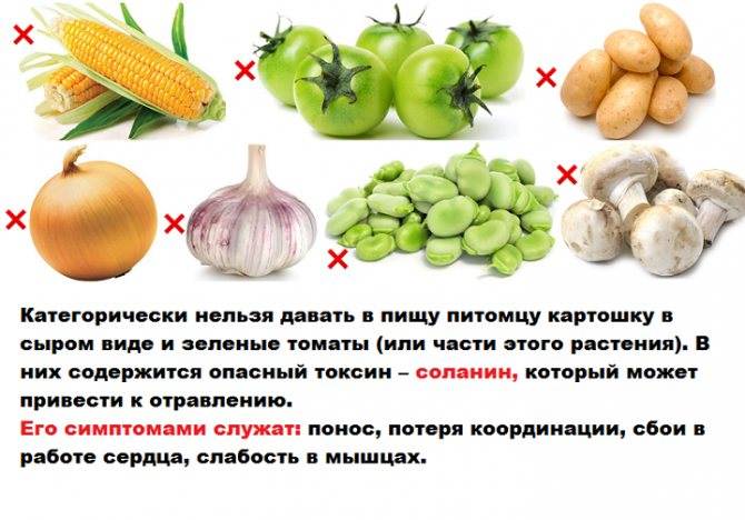 Какие овощи включить в рацион собаки, а какие принесут вред