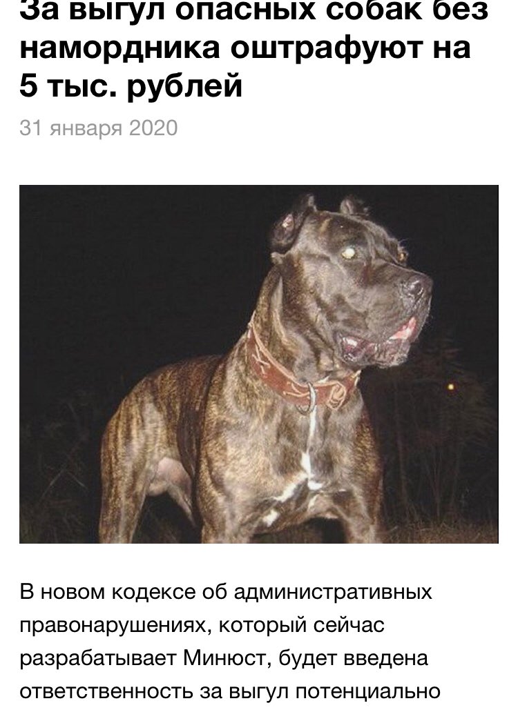 Закон о выгуле собак, что нужно знать о запретах и штрафах