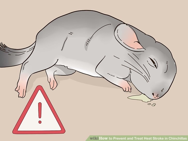 Крыса дышит ртом