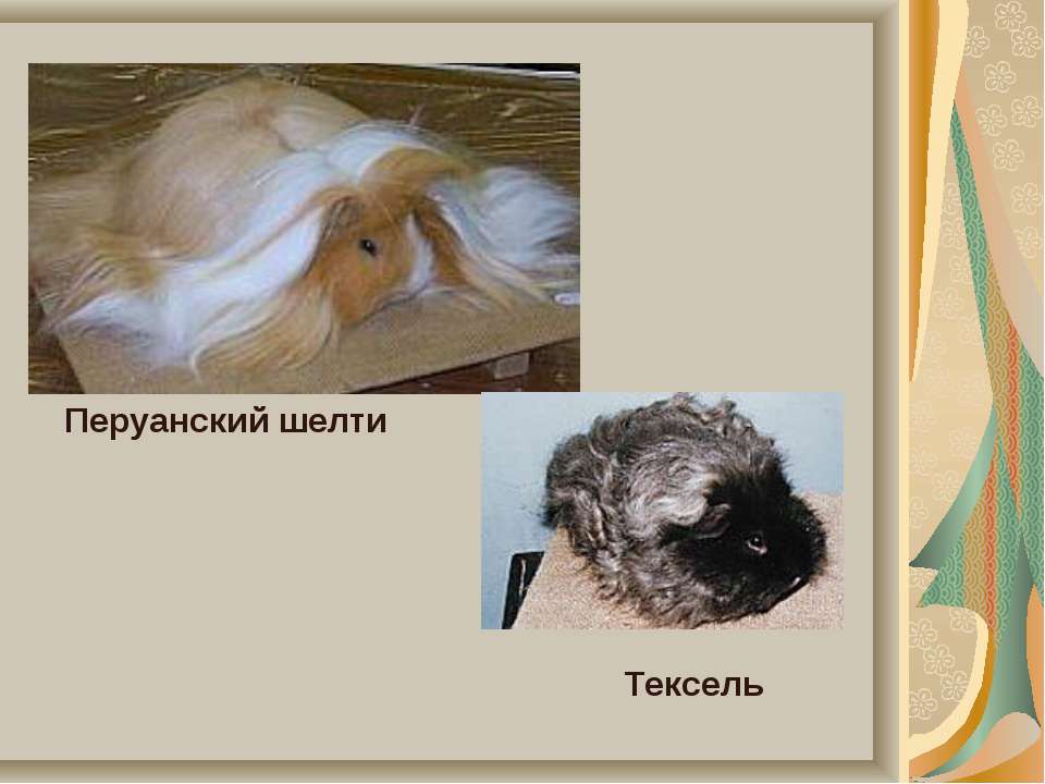 Как определит возраст морской свинки