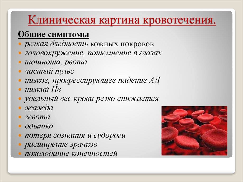 У кота кровь из носа: причины и диагностика
