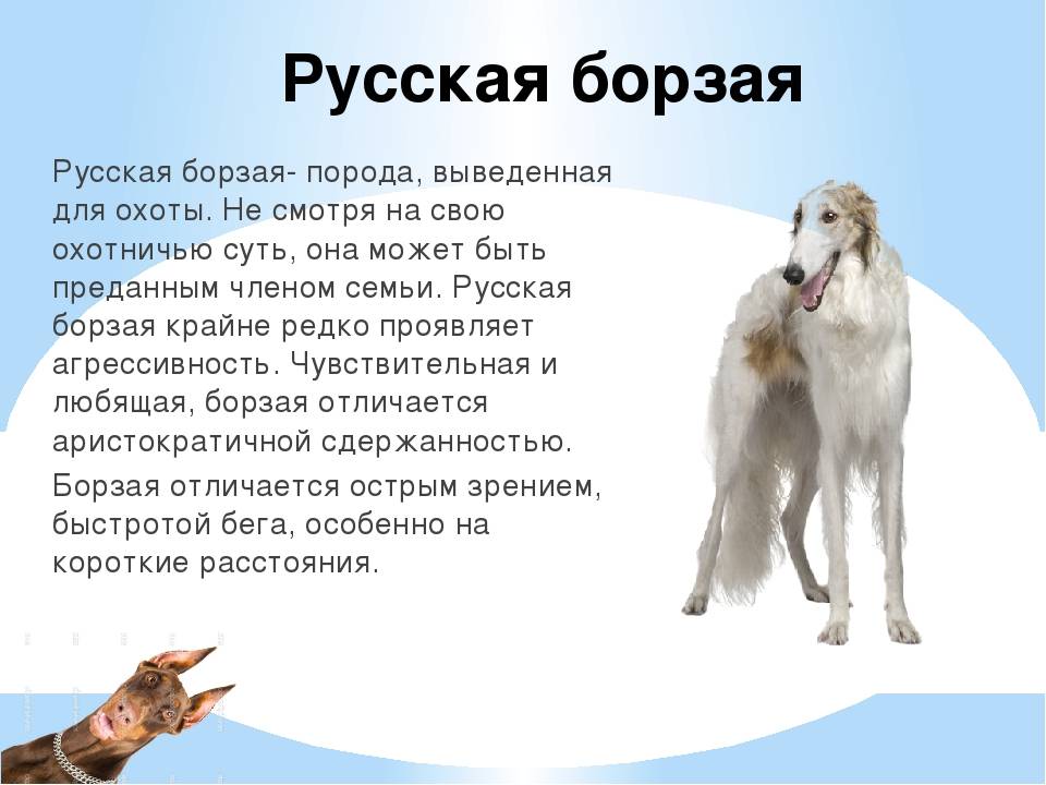 Русская псовая борзая — фото, описание породы собак, особенности