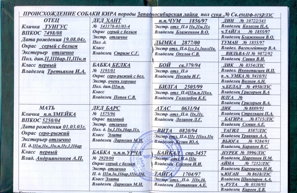 Клички собак девочек лайка
