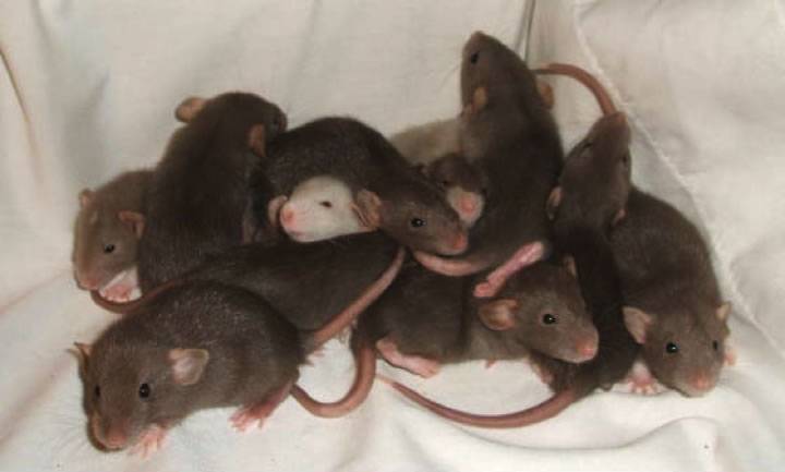 Размножение крыс