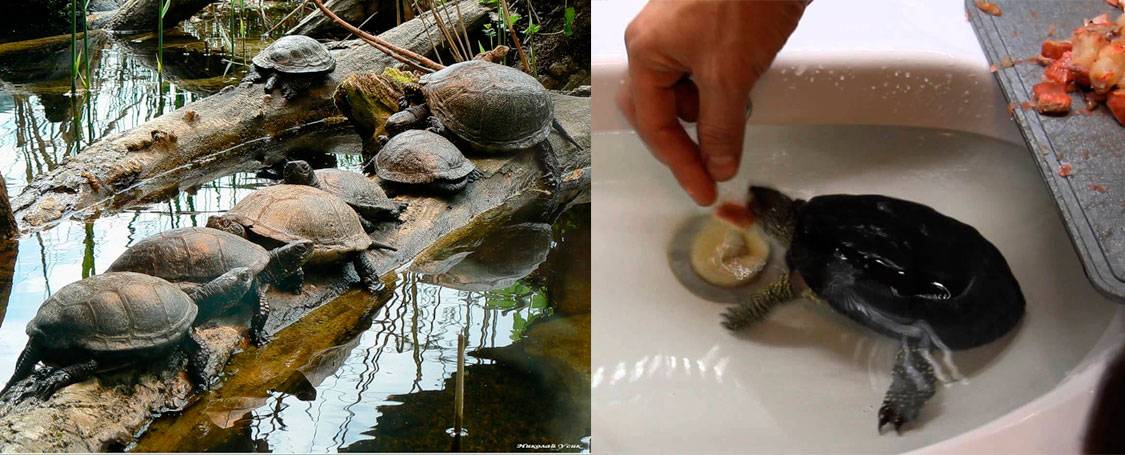 Чем питаются болотные черепахи